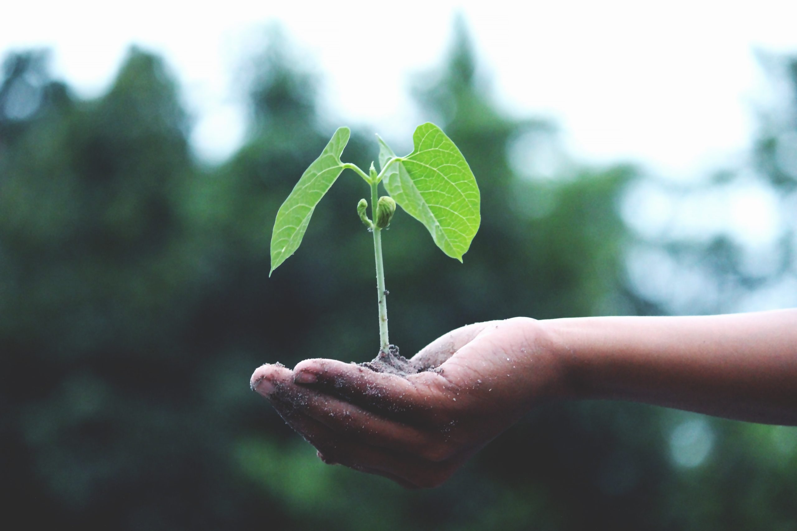 A hand holding a small, growing green plant