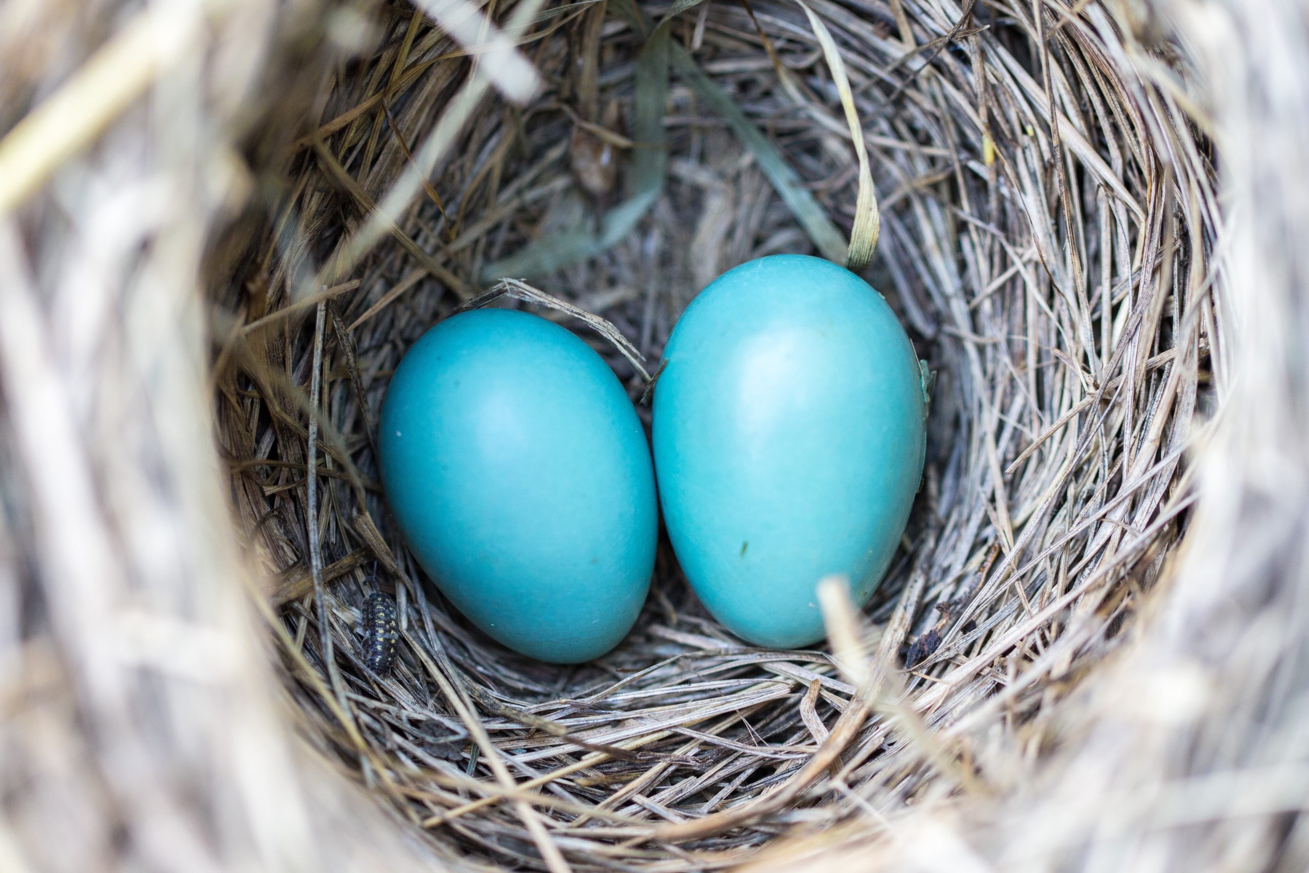 A bird nest with two blue eggs in it