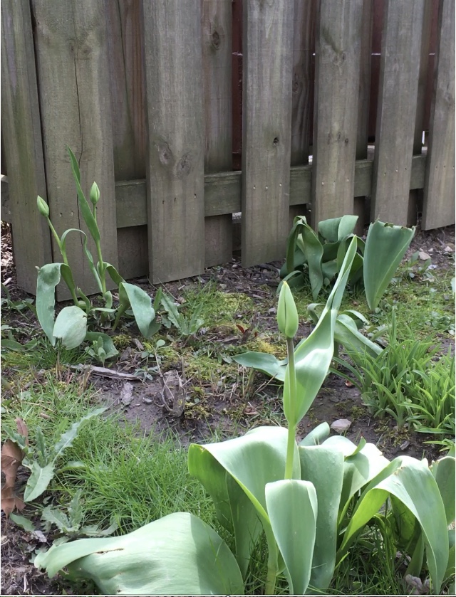 Flowers ready to bloom in front of a wooden fence