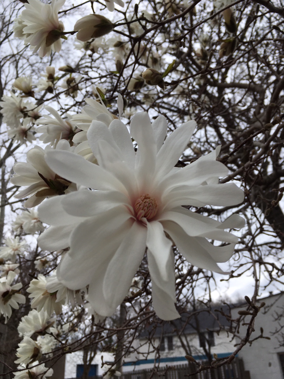 A white blossom on a magnolia tree