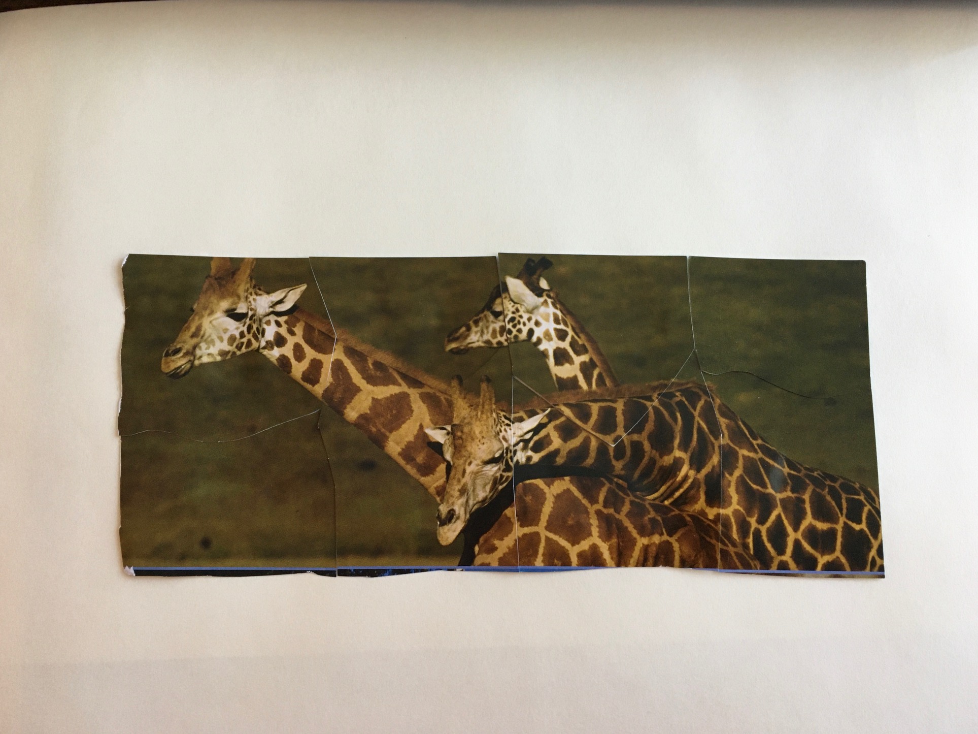 A small puzzle depicting three giraffes