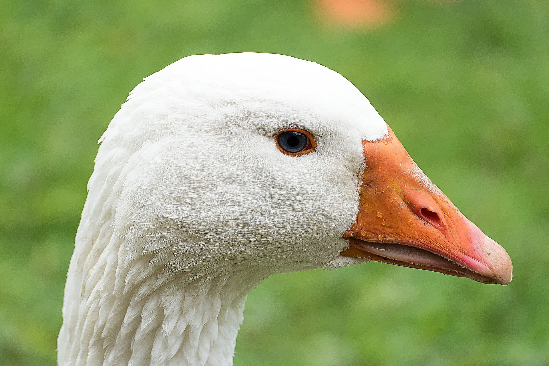 A close-up view of the head of a white goose