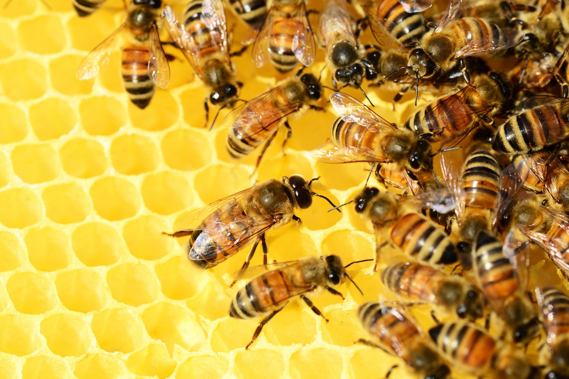 A close-up of honeybees on honeycomb
