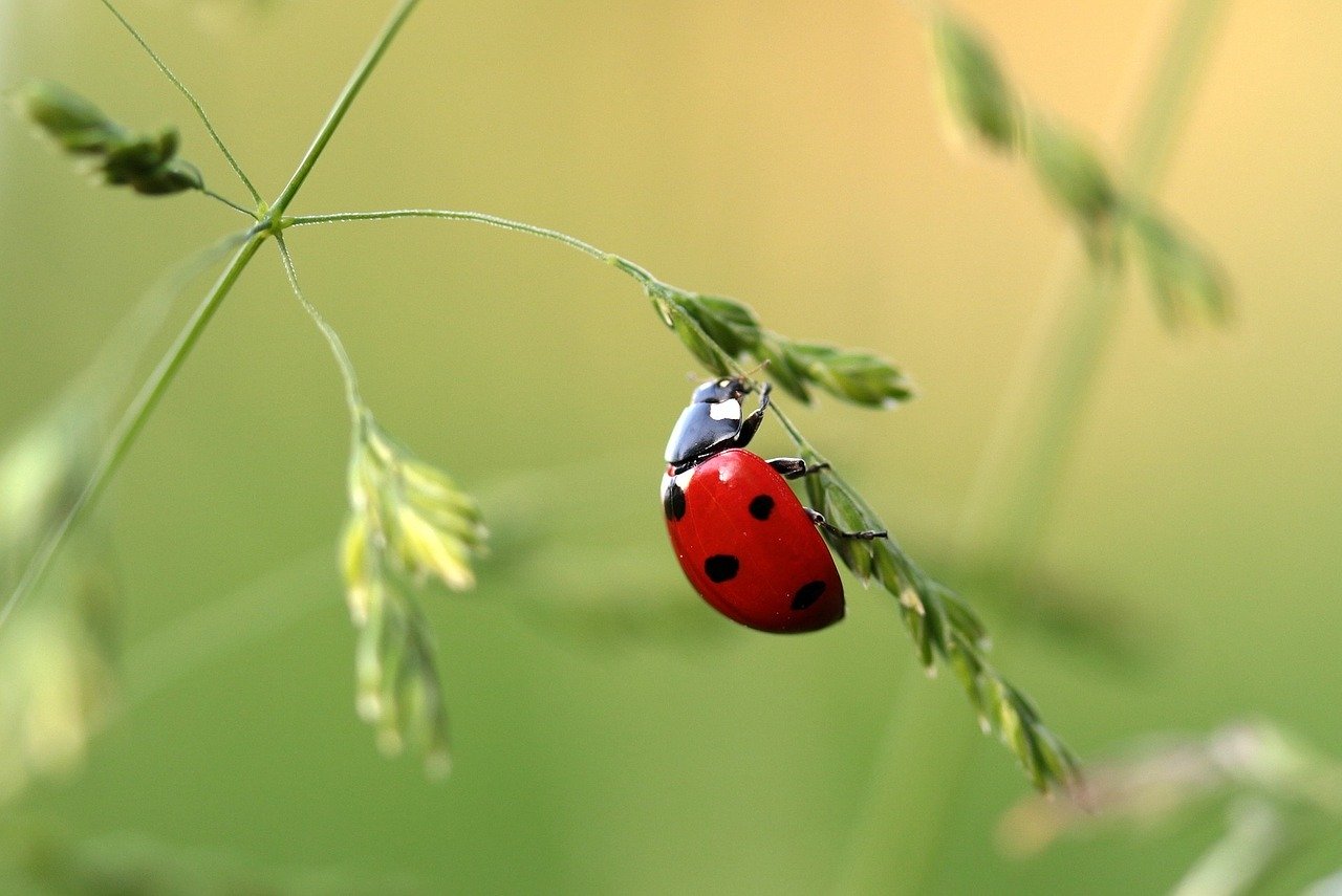 A close-up of a red and black ladybug