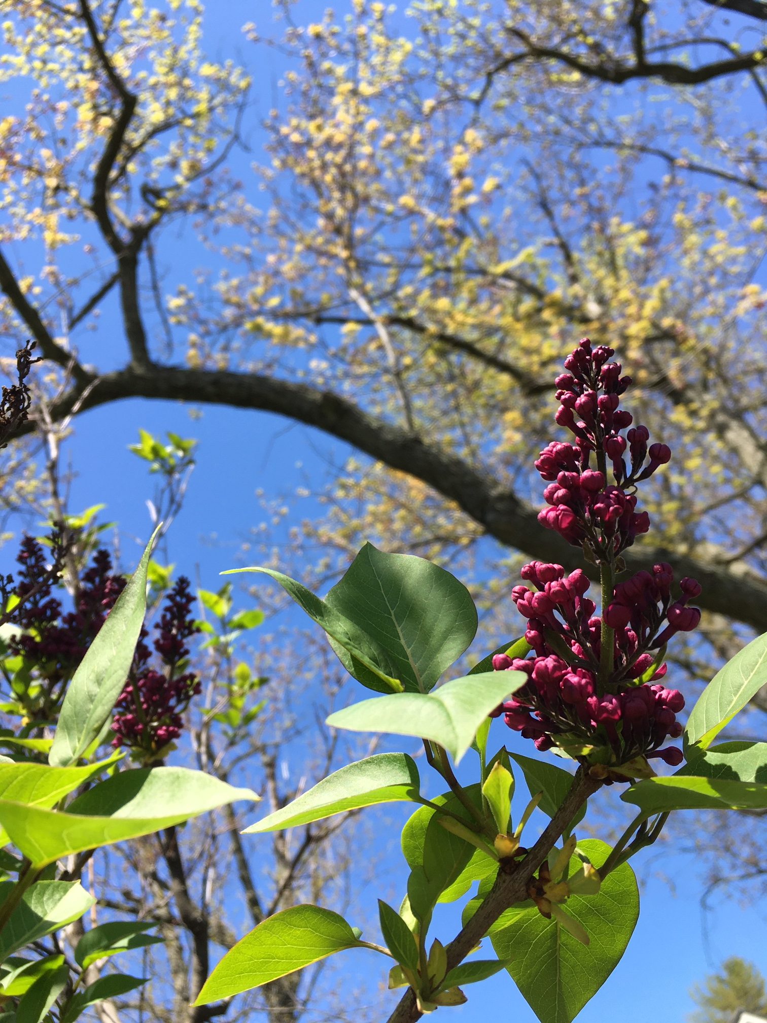 Green leaves and a branch against a blue sky