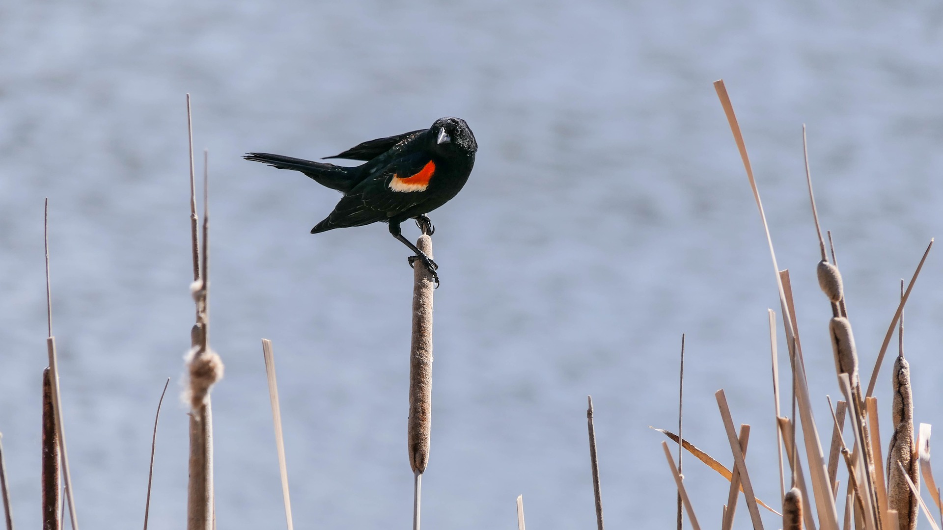 A male red-winged blackbird on a cattail