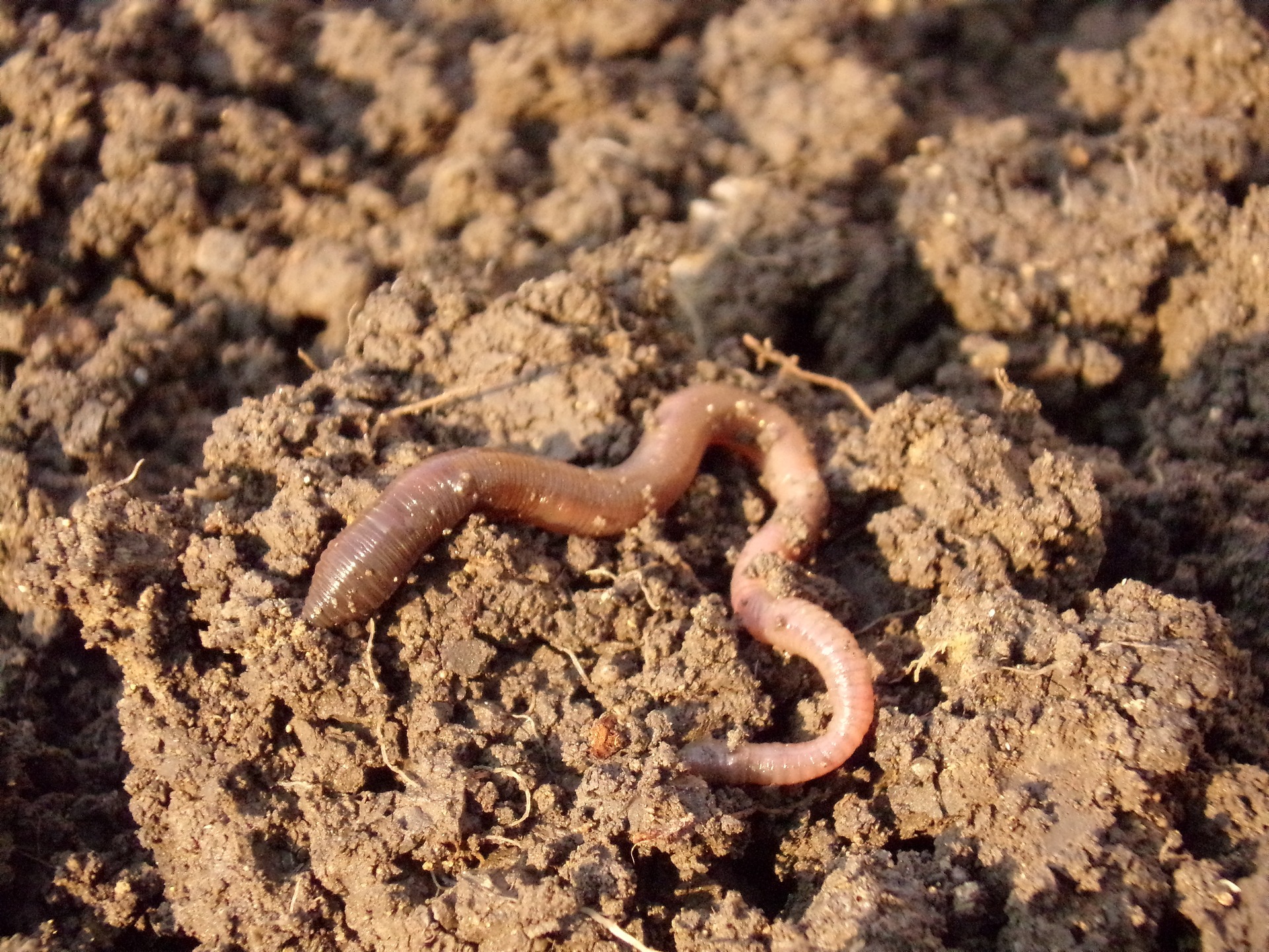 An earthworm on a dirt clod