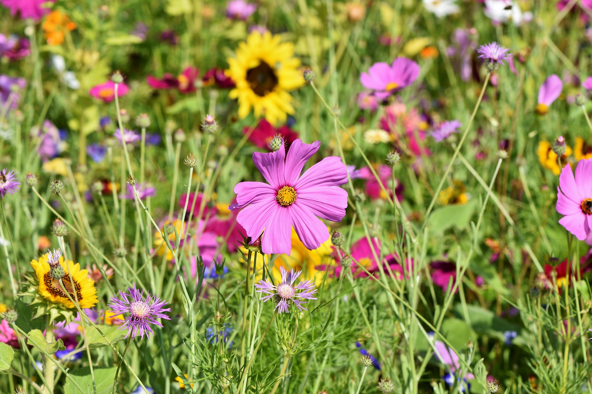 Flowers of many colors in a green field