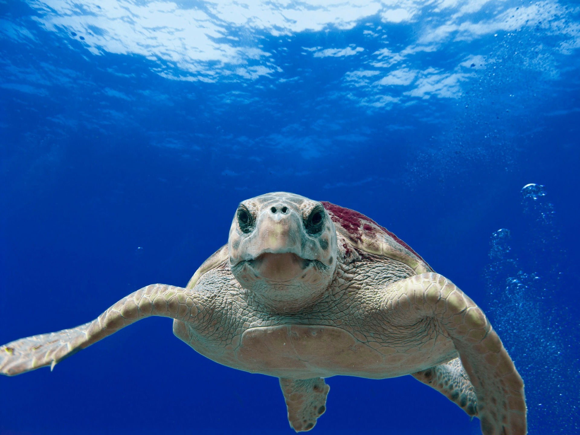 A sea turtle in blue water swimming toward the camera
